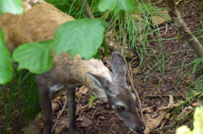Fragile Musk Deer