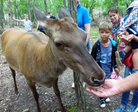 Friendly Manchurian Elk