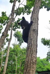 Asian Black Bear Cub