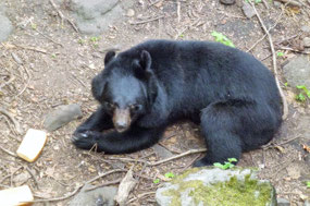 Asian Black Bear