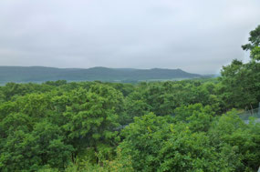 Luxuriant Moist Cool Forest