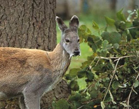 Male Siberian Musk Deer (c. archive.org)