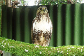 Rough Legged Buzzard