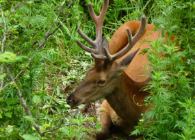 A Male Manchurian Elk