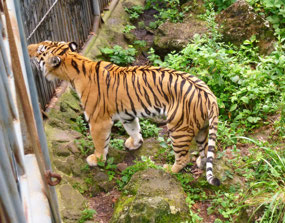 Siberian (Amur) Tiger Sherkkhan