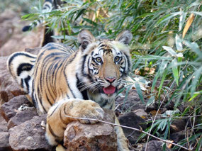 A Smiling Amur Tiger
