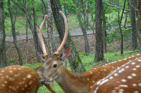Sika Deer Antler Velvet