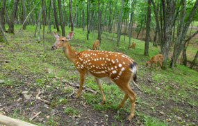 Sika Deer