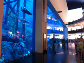 Your average mall aquarium