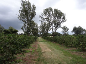 Coffee plants