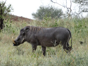 Big bad beautiful warthog