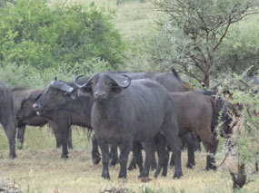 Cape buffalo