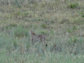 Endangered cheetah