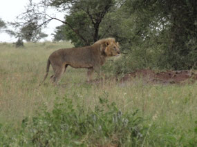 He lion
