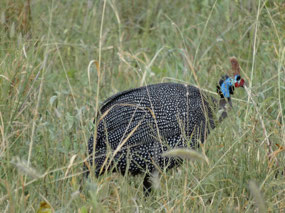 Helmeted guinea fowl