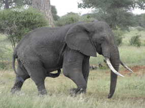 Regular elephant