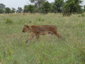 She lion