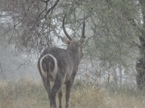 Waterbuck, fittingly in a downpour