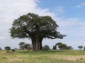 Baobab