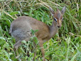 Dik Dik wary of cheetah