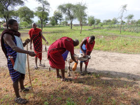 Maasai men getting blood from a cow