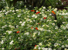 Nice flowers, nice bird