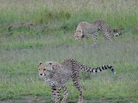 Cheetah