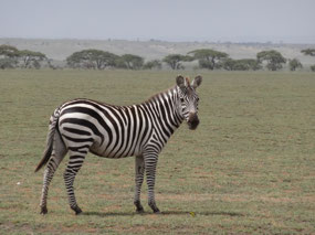 Part of the migration