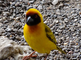 The culprit, masked lesser weaver