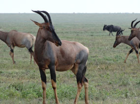 Topi