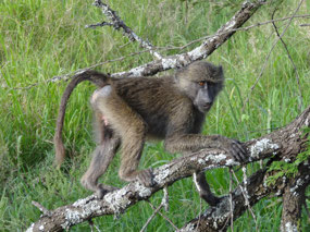 Baboon