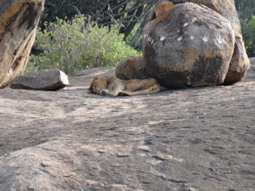Catching a lion catching sleep