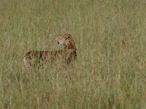 Cheetah