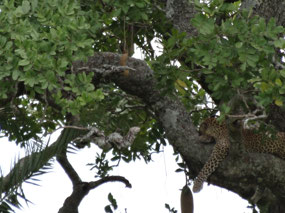 First leopard