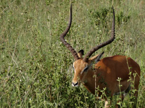 Impala