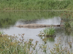 The only croc we saw, except for Joe's shoes