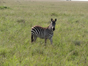 Curious zebra