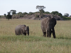 Elephant and child
