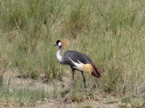 Gray crested crown crane, Ugandan national bird