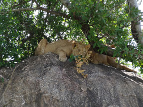 Lion up close