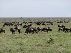 Tens of thousands of wildebeasts in all directions