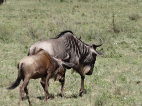 Wildebeasts on the move in the great migration