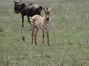 Young zebra