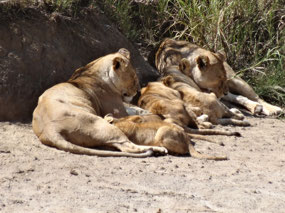 Lioness and three cubs
