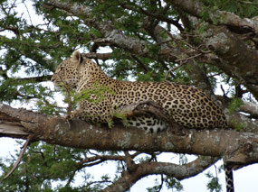 Leopard in a tree near the road