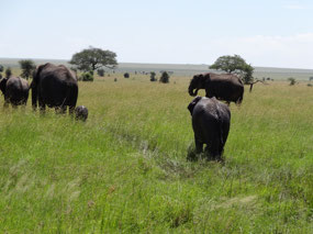 Note the little one trailing on the left