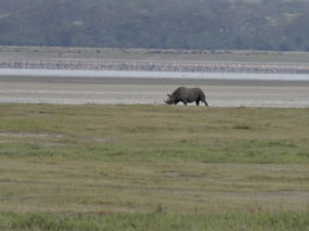 Black rhino
