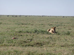 Lion and former zebra