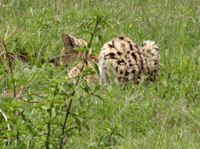 Serval cat