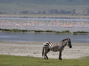 Zebra posing in front of a lot of flamingos